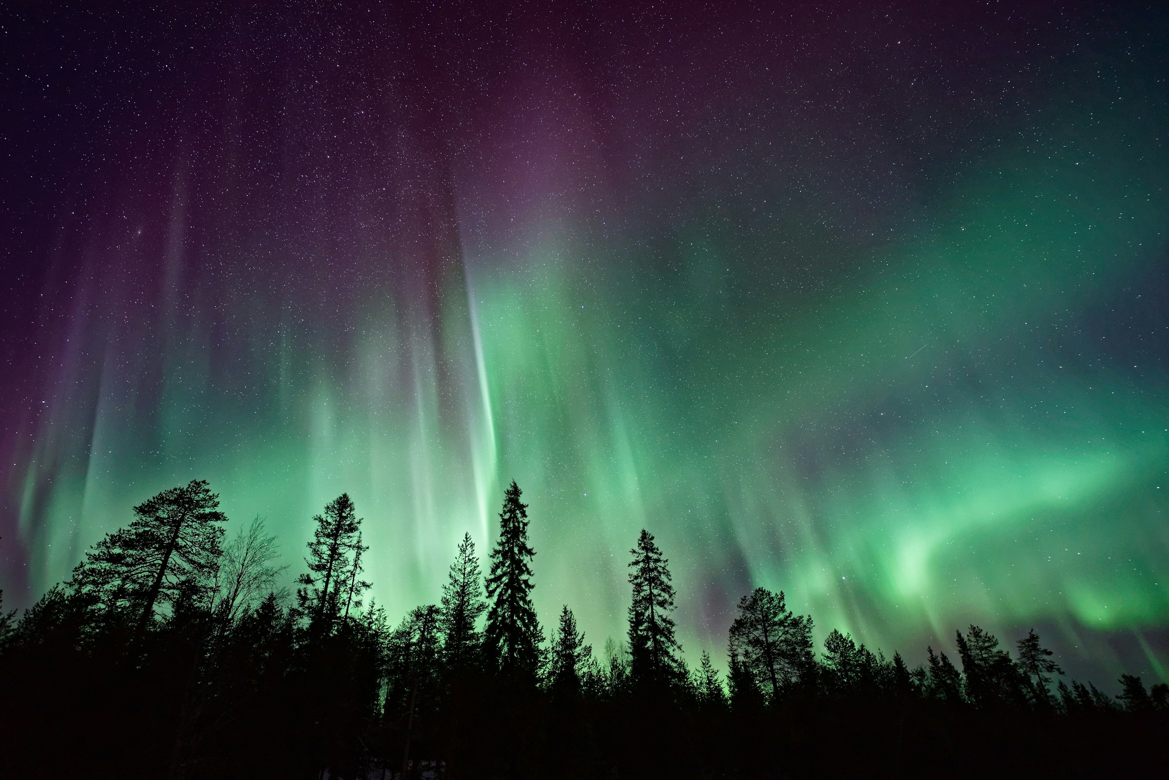 Northern lights across the sky above a snowy forest